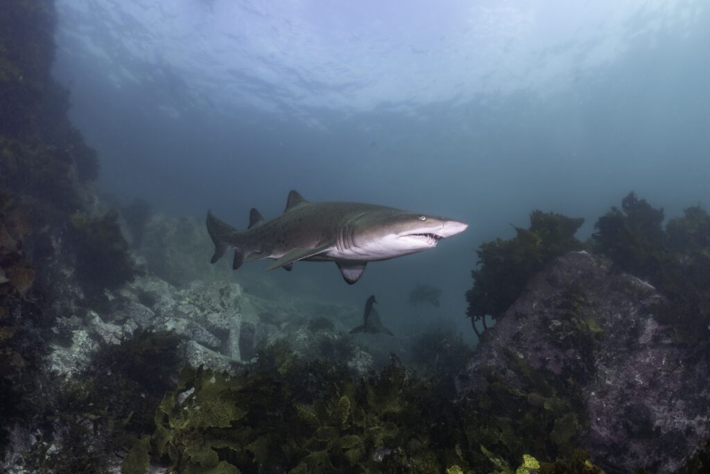 Grey Nurse Sharks in Australia can boost tourism and economic growth