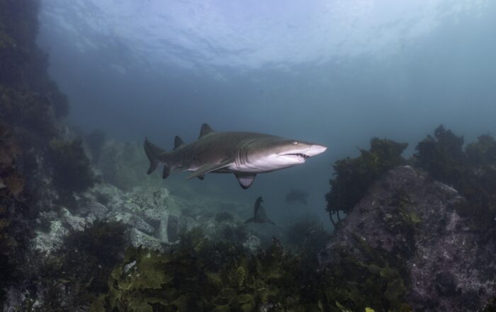 Grey Nurse Sharks in Australia can boost tourism and economic growth