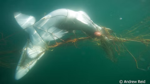 GNS in Shark net by Andrew Reid GNS in Shark net by Andrew Reid