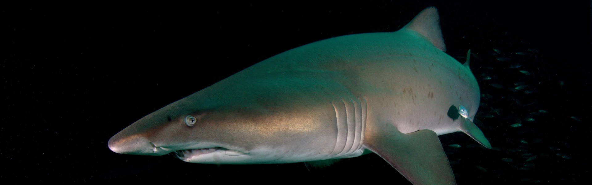 Grey Nurse Shark Grey Nurse Shark