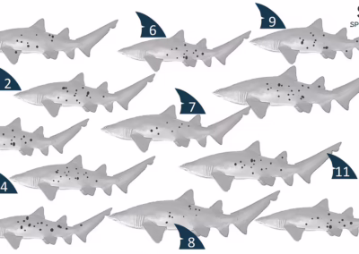 Find the Matching Pair Activity Sheet