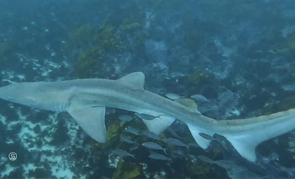 SKINNY SHARKS SKINNY SHARKS