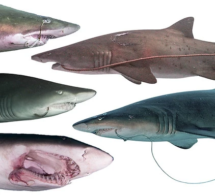 Shark injuries Shark injuries