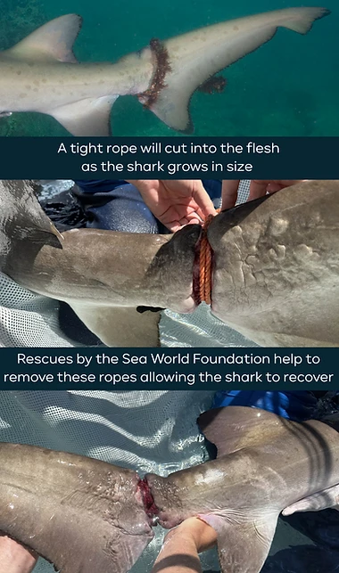 Shark tail rescue