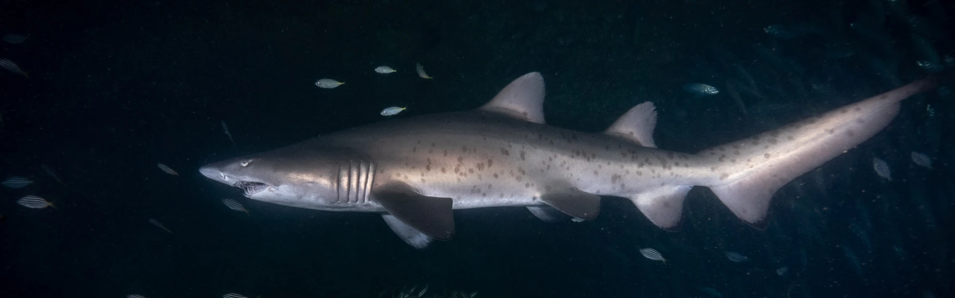 About Spot a Shark About Spot a Shark