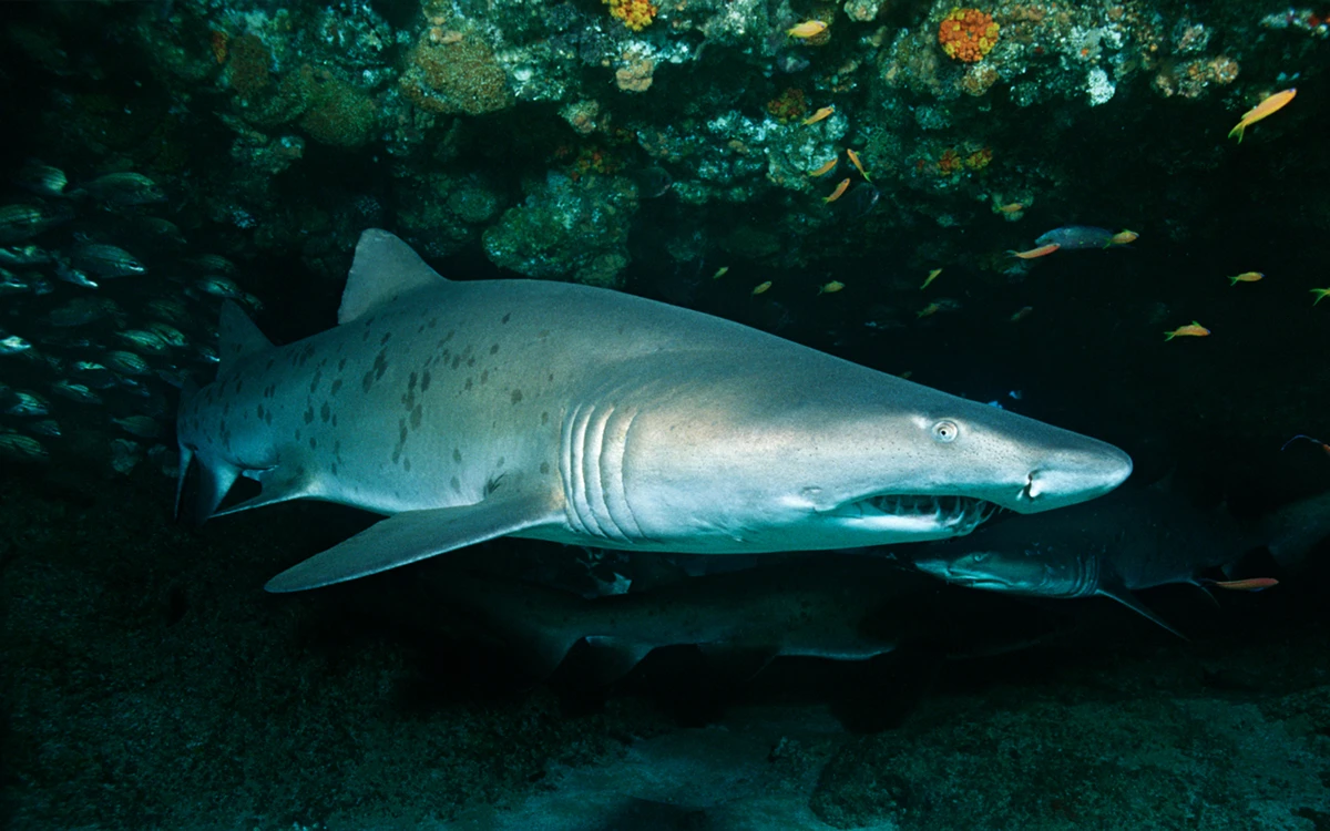 About the species