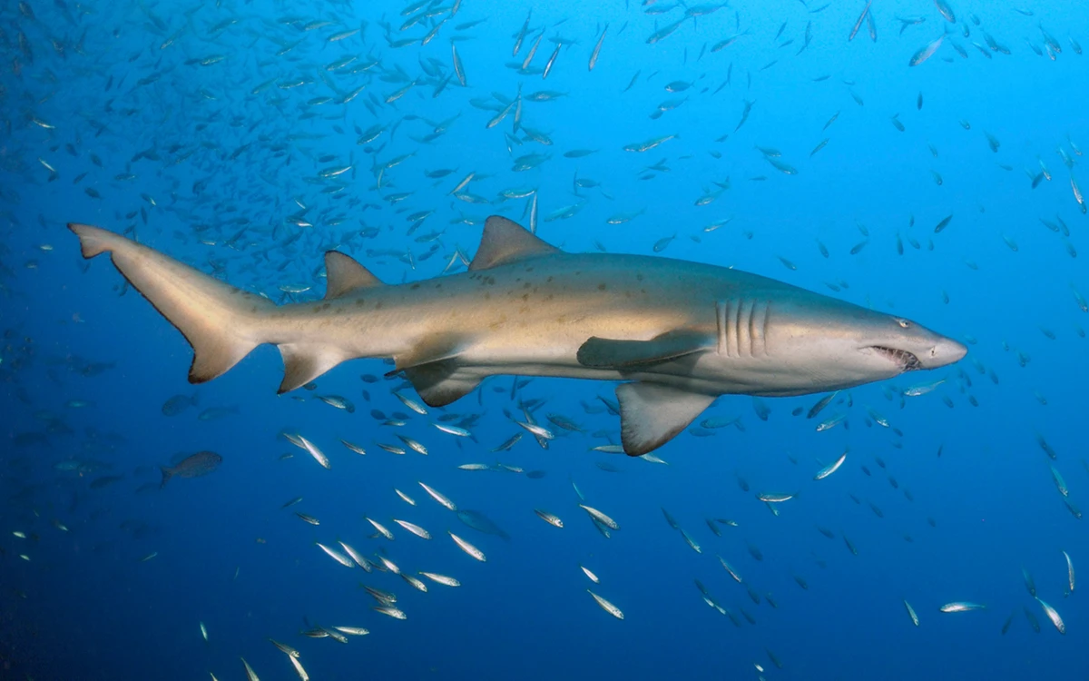 What is Spot a Shark?