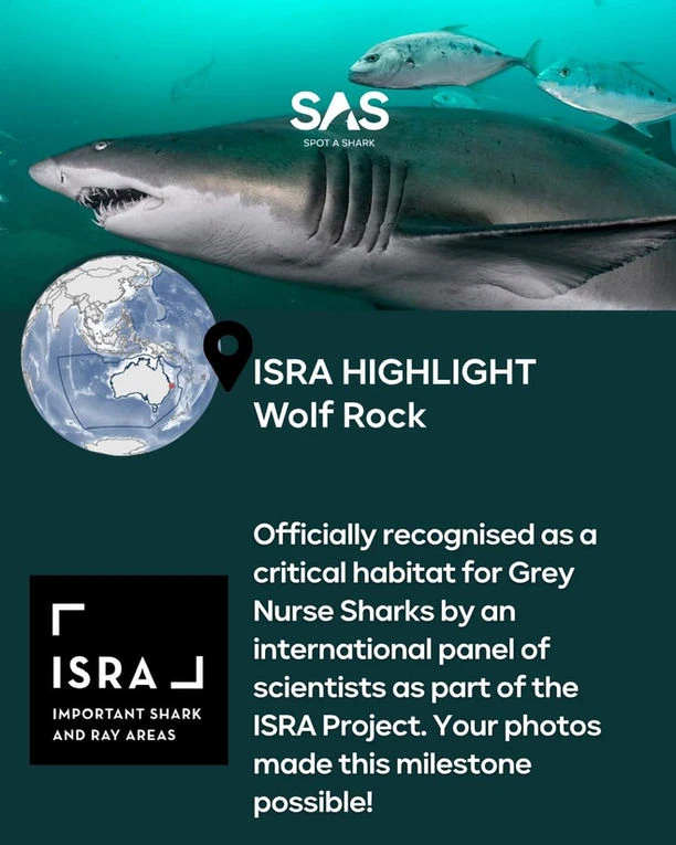 ISRA HIGHLIGHT Wolf Rock