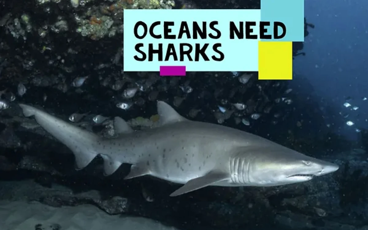 Oceans Need Sharks