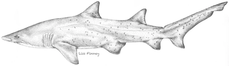 Shark Illustration Shark Illustration