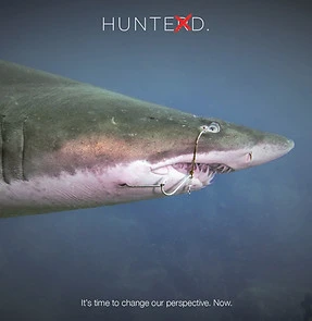 Shark Rescues Shark Rescues
