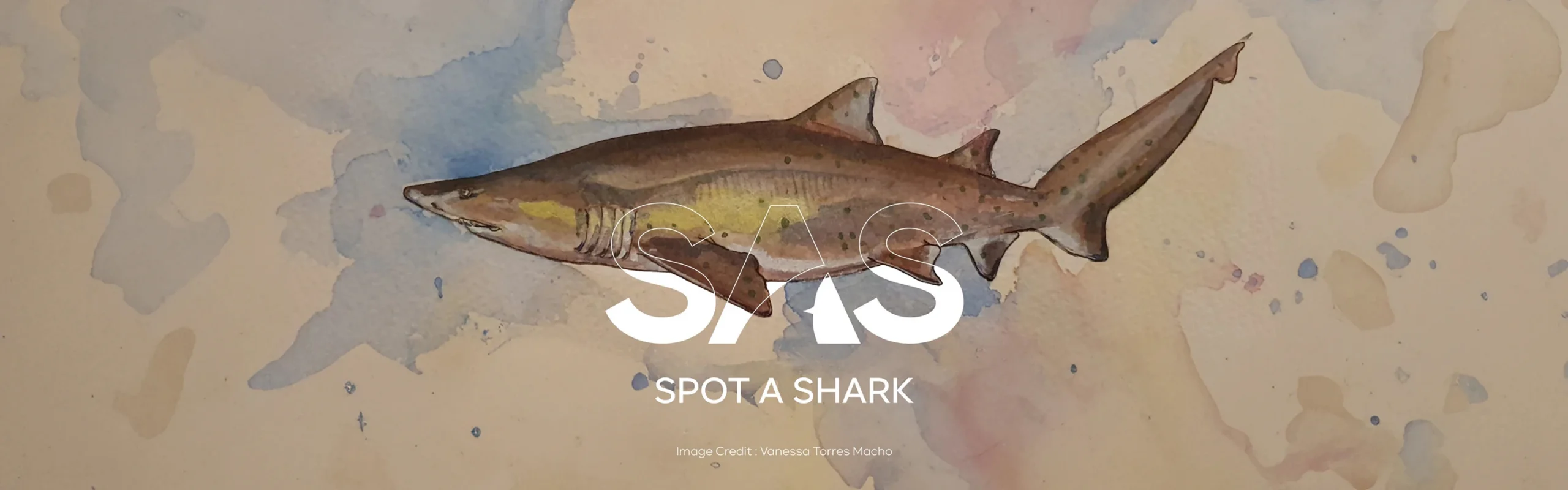 Shark Stories