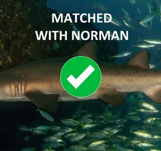 Shark Match Result